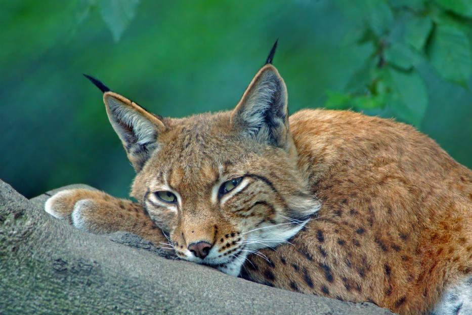 Ein Luchs liegt auf einem Baumstamm.