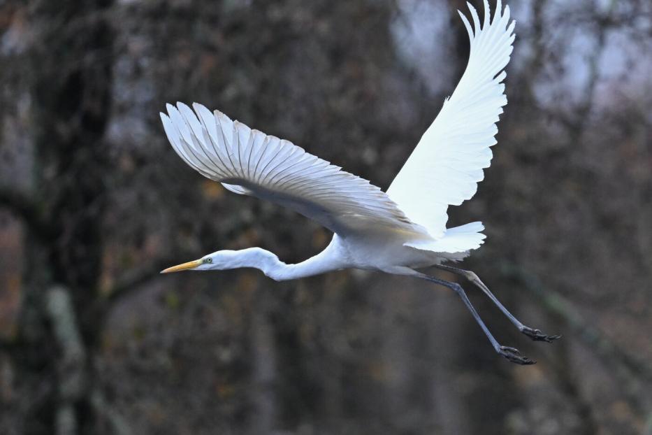 Ein Silberreiher fliegt nahe entlaubter Bäume.