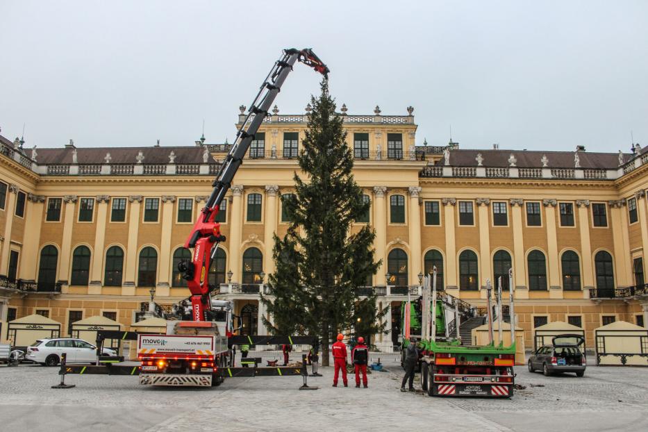 ++ HANDOUT ++ WIEN: WEIHNACHTSBAUM VOR SCHLOSS SCHÖNBRUNN AUFGESTELLT