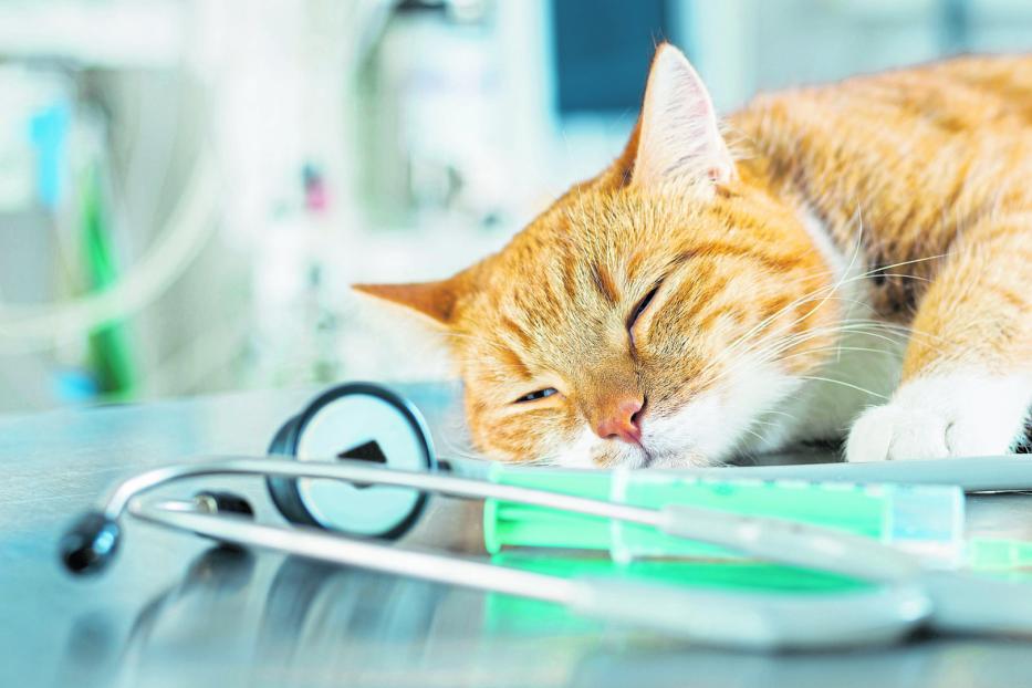 Eine rote Katze liegt auf dem Behandlungstisch des Tierarztes.