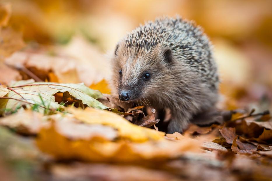 Das Bild zeigt einen europäischen Igel. Diese Wildtiere sind dämmerungs- und nachtaktiv und  können bis zur Morgendämmerung mehrere Kilometer zurücklegen. Die Reviere von Dachsen meiden sie aber.