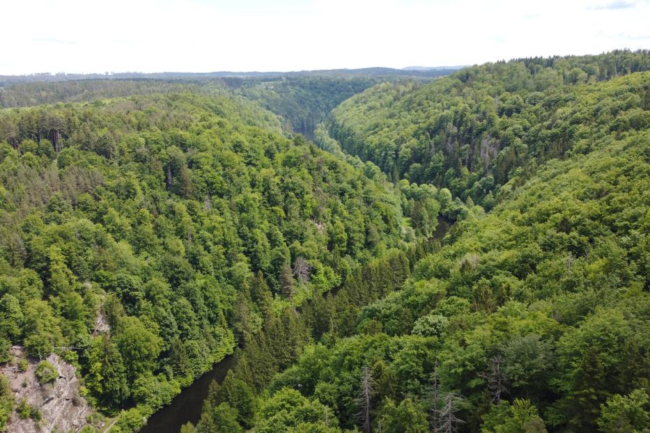 Ein dicht bewaldetes Tal mit einem Fluss, der sich zwischen den grünen Hügeln hindurchschlängelt.