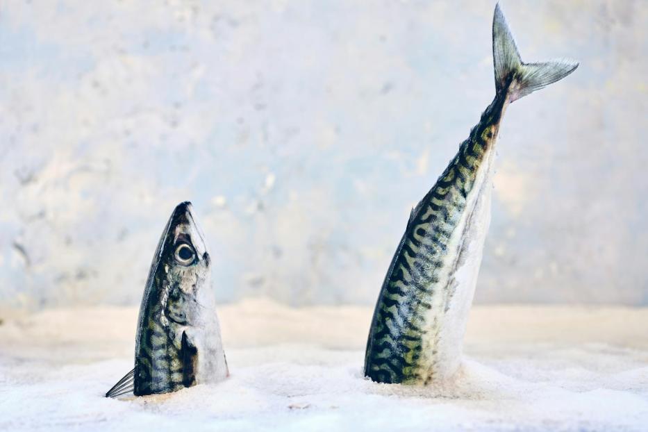 Zwei Fische stecken senkrecht im Eis, eine mit Kopf, die andere mit Schwanzflosse nach oben.