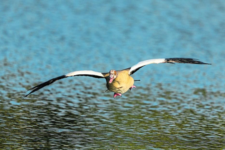 Eine Nilgans segelt mit ausgebreiteten Flügeln über das Wasser.