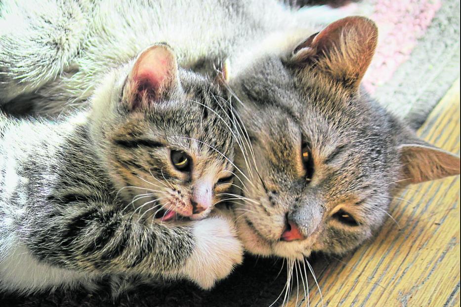 Eine Katzenmutter kuschelt mit ihrem Jungen.