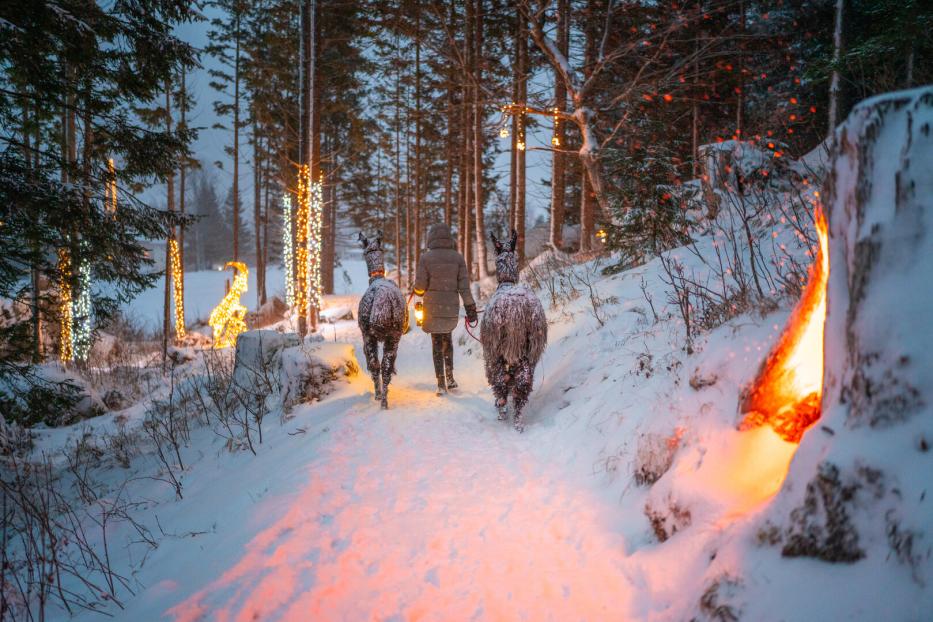Der Nationalpark Hohe Tauern:  Schneebedeckt wird er zum  Winterwunderland, das man gemeinsam mit den Tauernlamas erkunden kann.