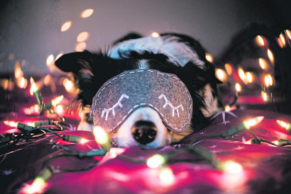 Ein Hund mit Schlafmaske liegt entspannt auf einer Lichterkette.
