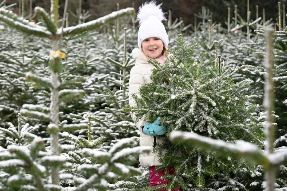 Kleines Mädchen steht in einem Christbaumwald 