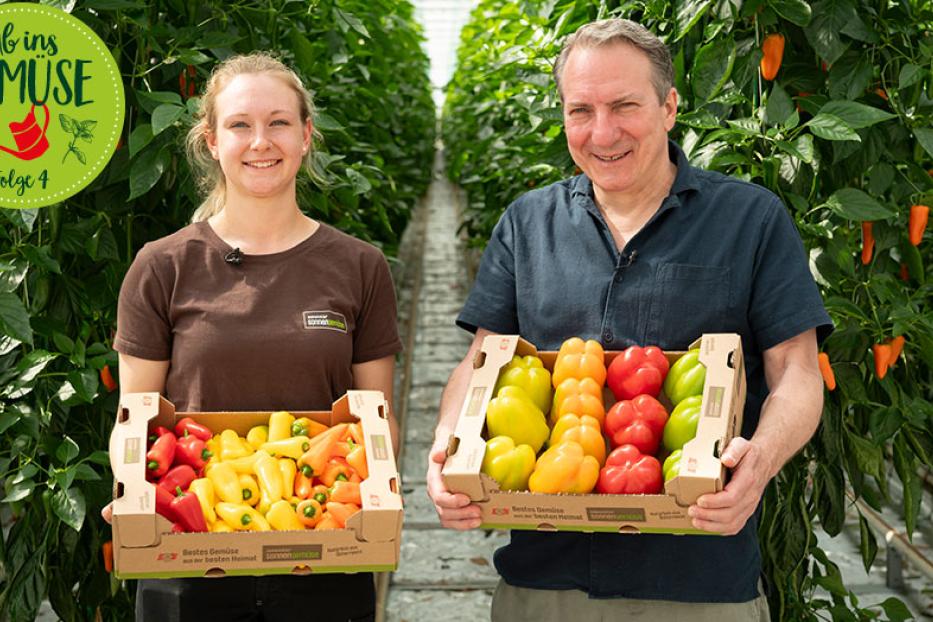Zwei Personen stehen in einem Gewächshaus und halten Kisten mit verschiedenen Paprikasorten.