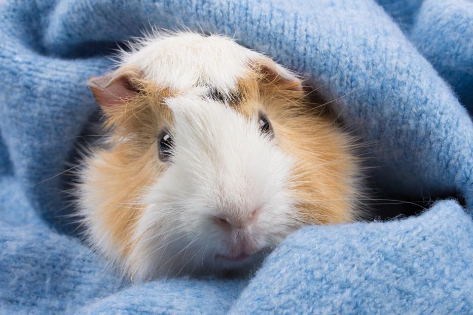 Ein Meerschweinchen kuschelt sich in eine hellblaue Wolldecke.