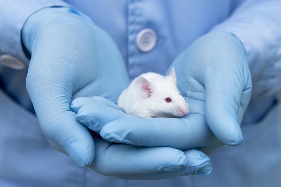 Small experimental mouse is on the researcher's hand
