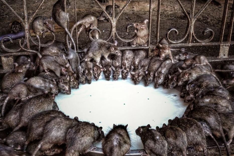 Holy rats at Karni Mata temple, Deshnoke, near Bikaner, Rajasthan, northern India