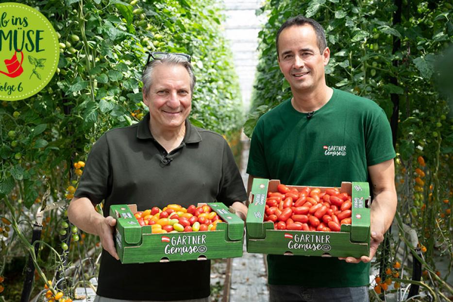 Zwei Männer stehen in einem Gewächshaus und halten jeweils eine grüne Kiste mit Tomaten.