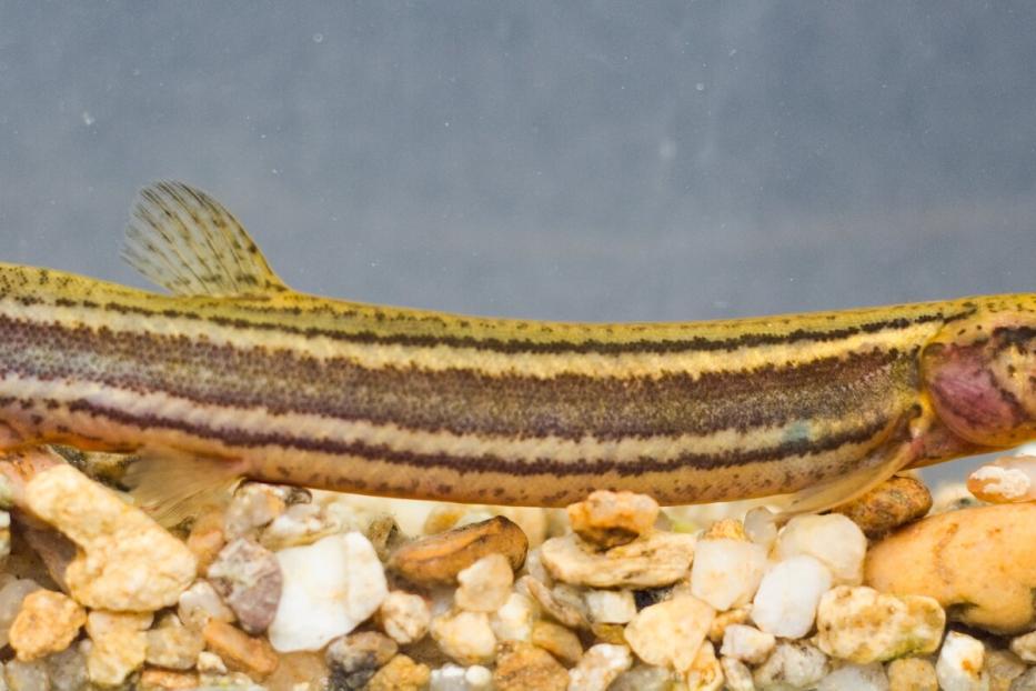 Ein Fisch namens Schlammpeitzger bzw. Furzgrundel schwimmt über Kieselsteine.