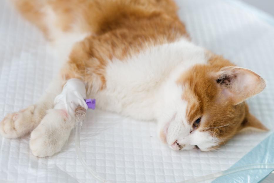 Eine weiß-rote Katze liegt beim Tierarzt und bekommt eine Infusion in die Pfote.
