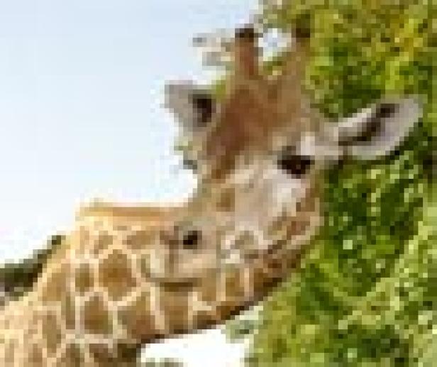 giraffe.jpg