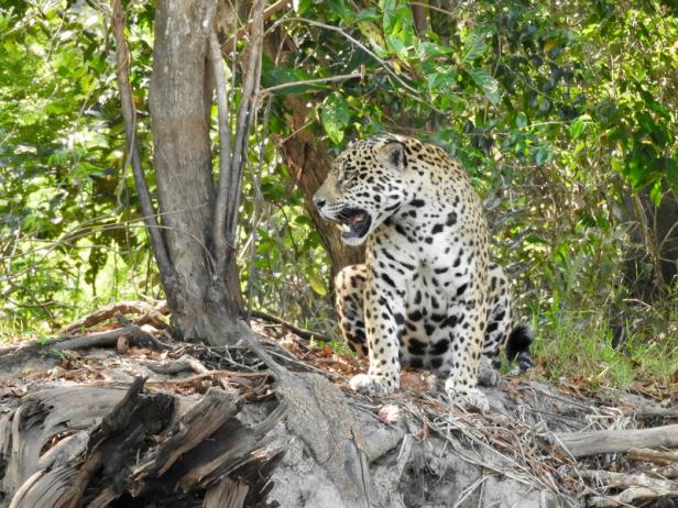 pantanal-20171023-0105.jpg