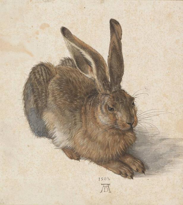 albrechtduerer-hase.jpg