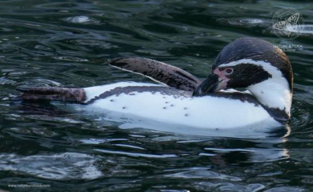 fotokurse-wien-tiere-schoenbrunn-2-s-dorner.jpg