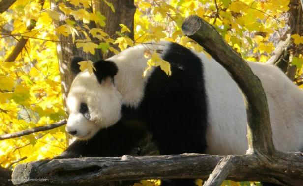 fotokurse-wien-tiere-schoenbrunn-3-s-dorner.jpg