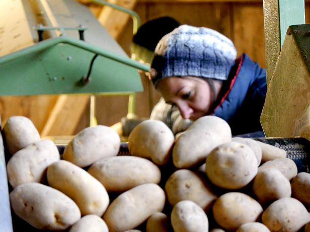 fairtraders-bildplakat-claudia-potatoes.jpg