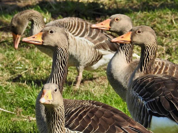 grey-geese-1310742-1920.jpg