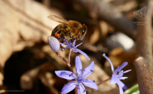 fotokurse-wien-natur-prater-1-biene-s-dorner-natureandclick.jpg