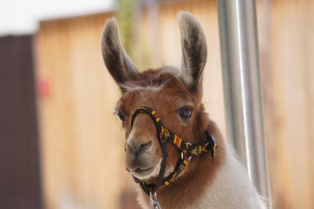 picus-von-den-side-by-side-lamas.jpg