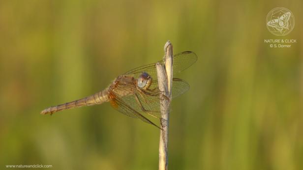 fotokurse-wien-lobau-3-s-dorner-natureandclick.jpg