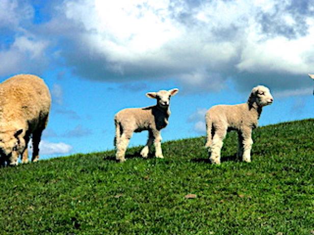 k1-b-sheep-1.jpg