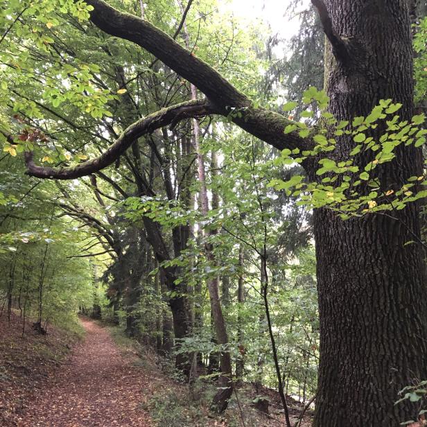 idyllischer-weg.jpg