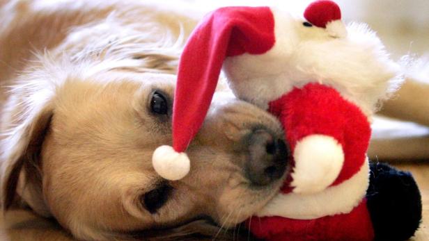 Ein Golden Retriever kuschelt mit einer Weihnachtsmann-Puppe.