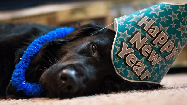 Ein schwarzer Hund mit einer blauen Girlande und einem Partyhut mit der Aufschrift „Happy New Year“ liegt auf dem Boden.