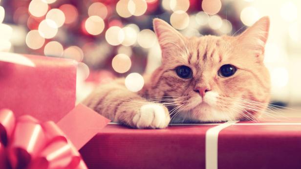 Eine getigerte Katze liegt auf einem roten Geschenk vor einem verschwommenen Hintergrund mit Lichtern.