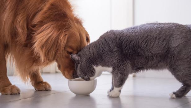 Ein Golden Retriever und eine graue Katze fressen gemeinsam aus einer Schüssel.