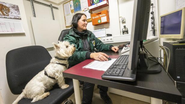 Eine Frau arbeitet am Computer, während ein West Highland White Terrier neben ihr auf dem Stuhl sitzt.