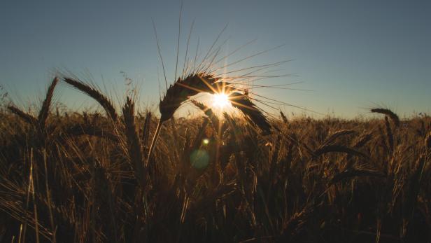 bread-light-sunset-field-134879.jpg