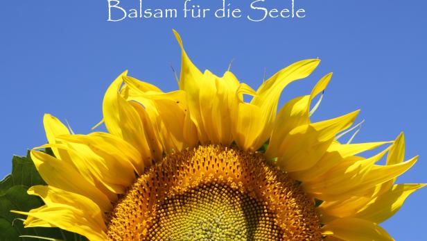 balsam-sonnenblumen.jpg