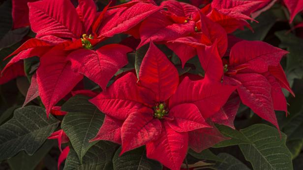 Mehrere leuchtend rote Weihnachtssterne mit grünen Blättern.