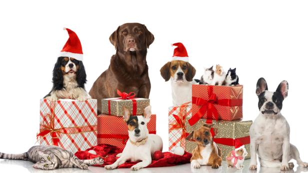 Mehrere Hunde, eine Katze und Meerschweinchen posieren mit Weihnachtsgeschenken und Weihnachtsmützen.