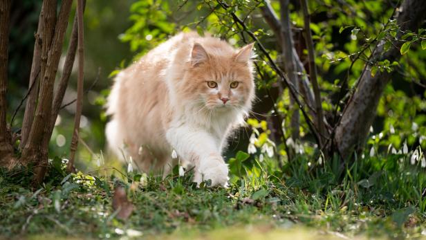 Eine Langhaarkatze schleicht durch den Garten.