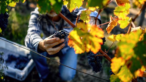 Winemaker harvesting grapes
