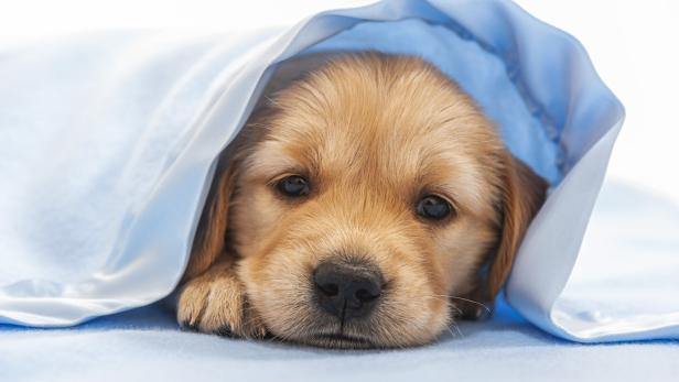 Ein vier Wochen alter Golden Retriever kuschelt sich unter eine blaue Decke.