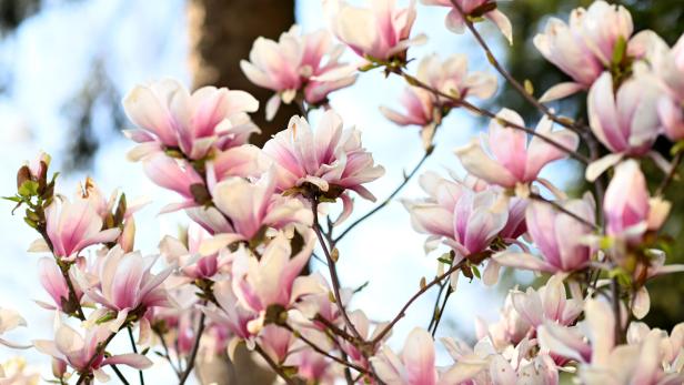 ++ THEMENBILD ++ BLÜTEN / BLÜHEN / PFLANZEN / MAGNOLIE / FRÜHLING / JAHRESZEIT / WETTER