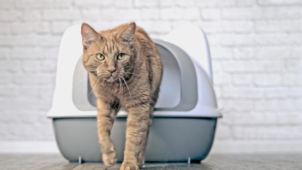 Eine Katze steigt vorsichtig aus ihrem Katzenklo.