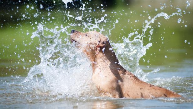 Beige pitbull terrier running out from water