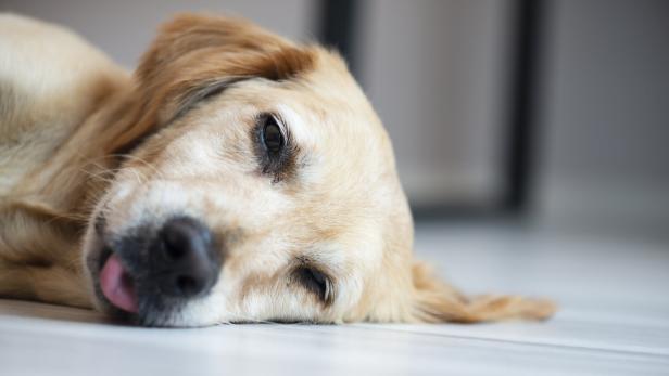 Ein Golden Retriever liegt am Boden und streckt die Zunge heraus.