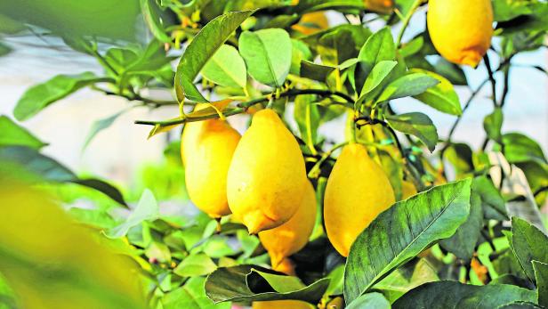 Yellow lemons in the tree of the Orchard