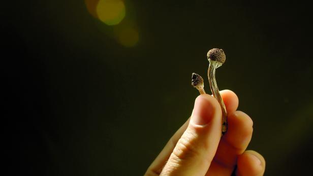 Eine Hand hält "Zauberpilze" in die Höhe. 