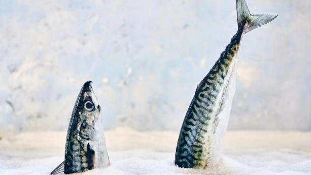 Zwei Fische stecken senkrecht im Eis, eine mit Kopf, die andere mit Schwanzflosse nach oben.